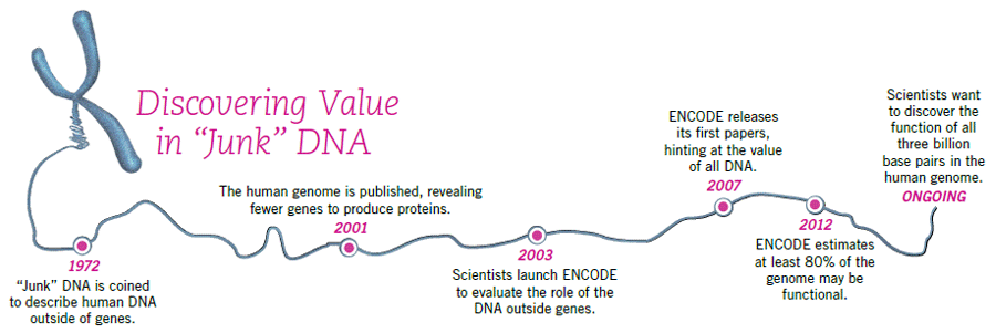 value-in-junk-dna